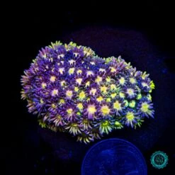 Grapes And Lemons Goniopora