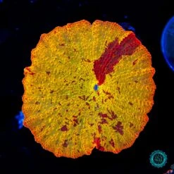 Jawbreaker Mushroom Coral