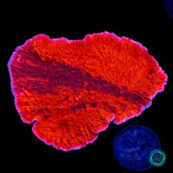 WWC Fire Walker Grafted Montipora