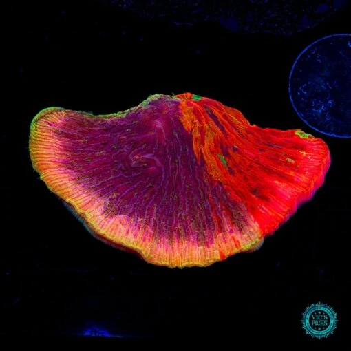 WWC Diablo Diaseris Plate Coral