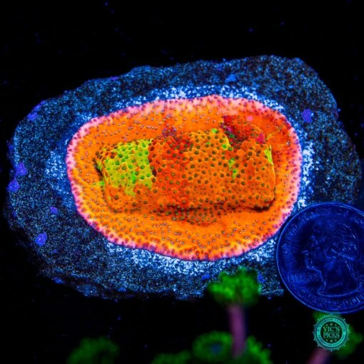 Mystic Solomon Grafted Montipora