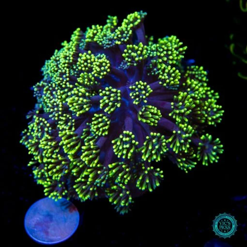 Neon Grape Goniopora