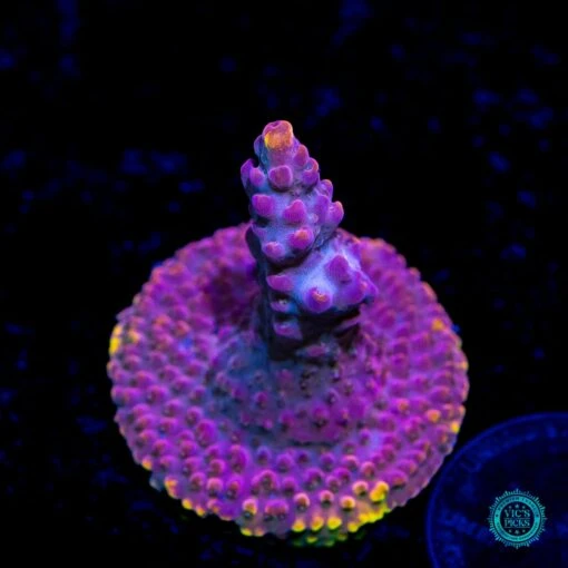 CB Beastmode Acropora