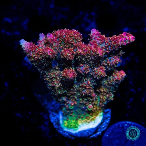 Solomon Ridonculous Acropora