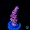 WWC Paradise Tenuis Acropora
