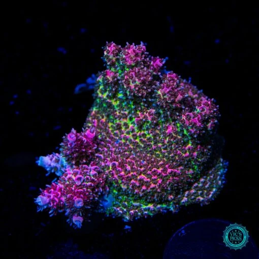 WWC Suicide Squad Acropora