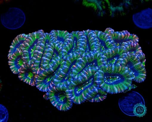 Bubblicious Aussie Lord