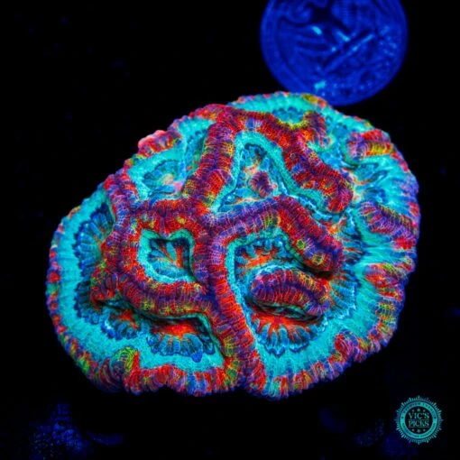 Love Tiger Symphyllia Wilsoni