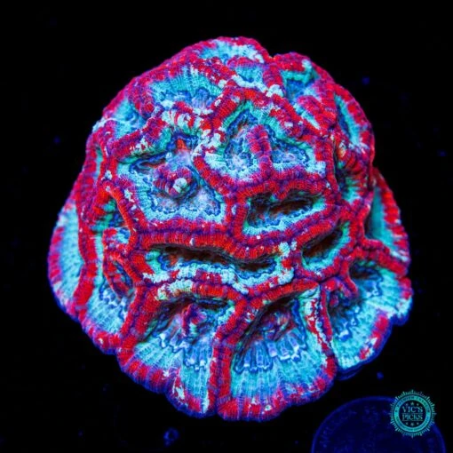 Frozen Tiger Symphyllia Wilsoni
