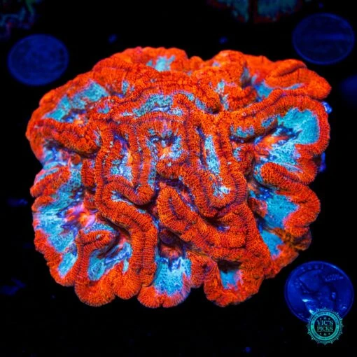 Raging Tiger Symphyllia Wilsoni