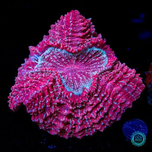 Berry Blender Acanthophyllia