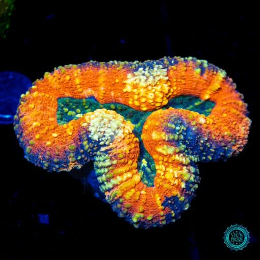 Lechonskers Lobophyllia