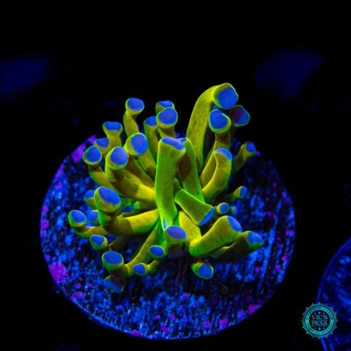 WWC In-house Spawned Yellow Torch