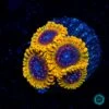 Jason Fox Acid Reflux Zoanthids