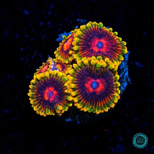 Mind Trick Zoanthids