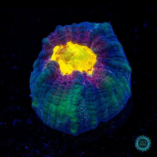 WWC Sun Drop Chalice