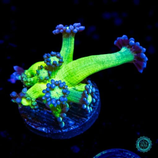 WWC Shadow Flame Goniopora