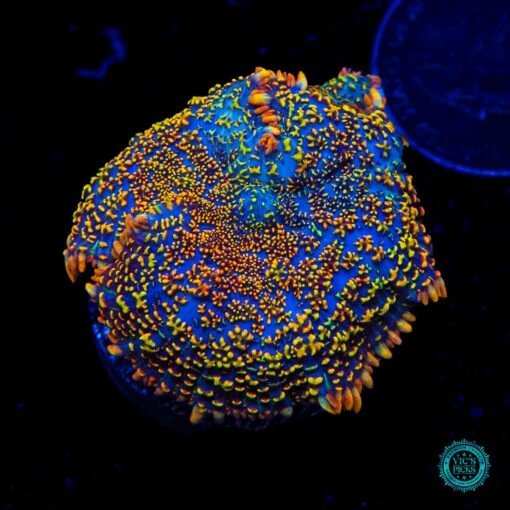 Defibrillator Rhodactis Mushroom