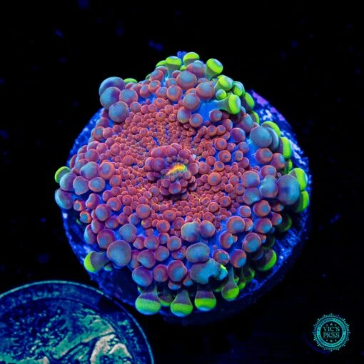 Frosted Nurple Yuma Mushroom