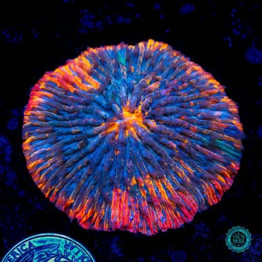 Fire Flash Plate Coral