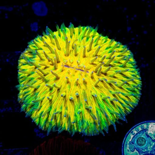 Electric Explosion Plate Coral