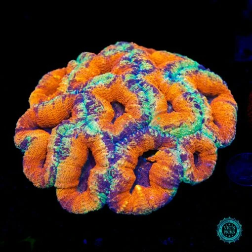Lechonskers Jumbo Lobophyllia