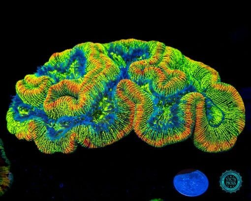 XXL Zappy Zoinker Trachyphyllia