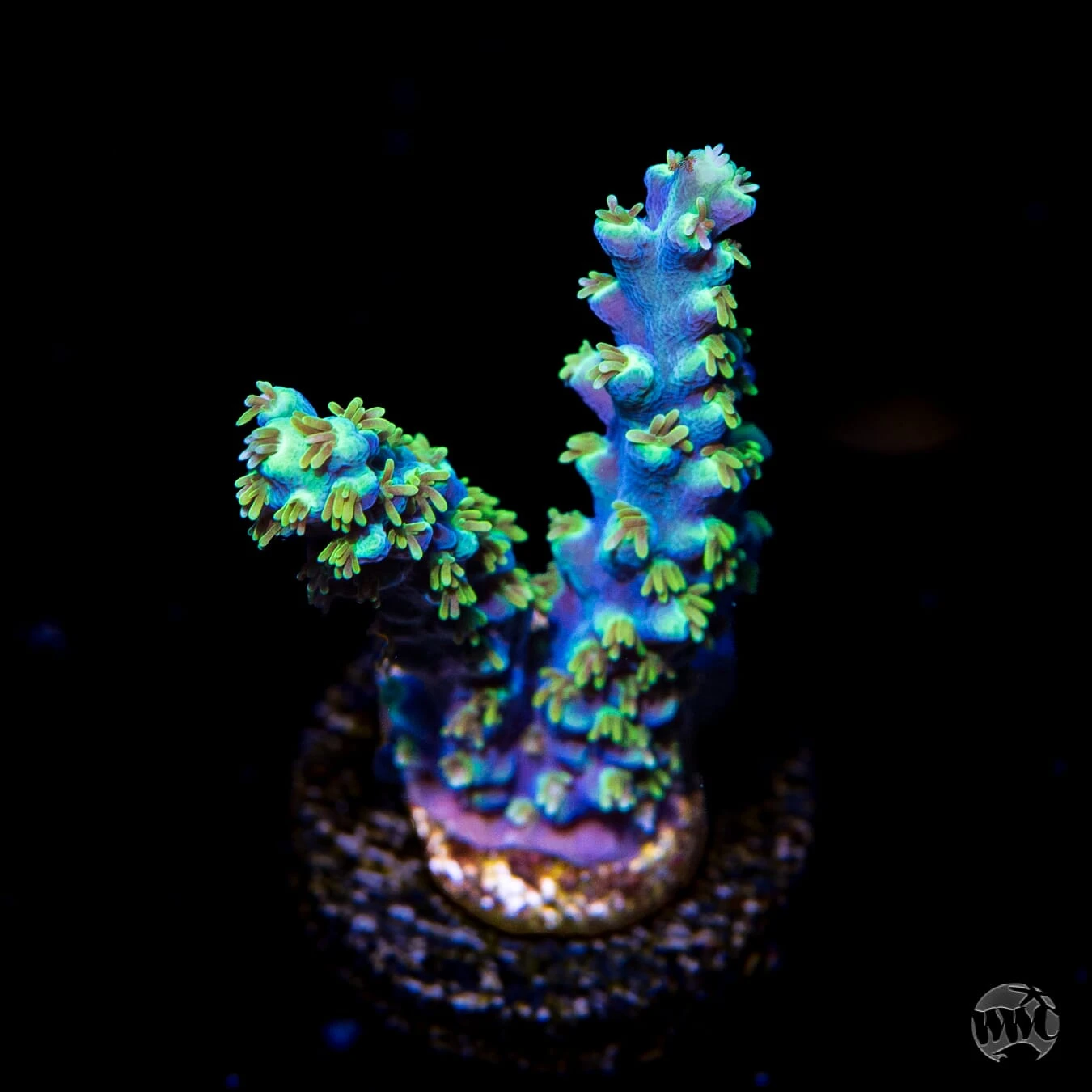 ORA Purple Plasma Acropora