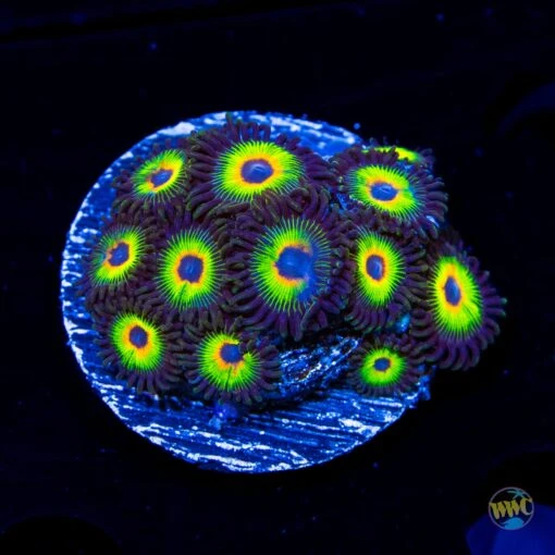 WWC Bob Marley Zoanthids