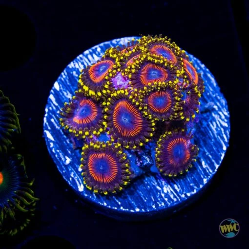 WWC Dragon Ballz Zoanthids