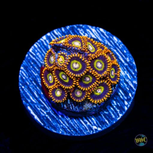 Treehouse Of Horror Zoanthids