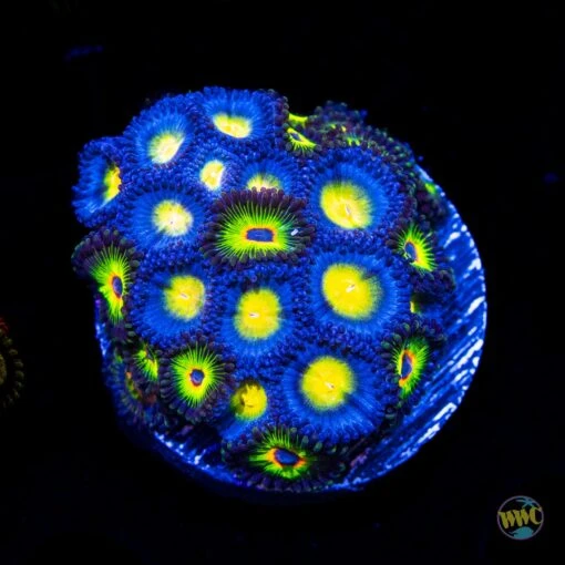 WWC AOI And Bob Marley Combo Zoanthids
