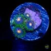 Jason Fox Stargazer Zoanthids