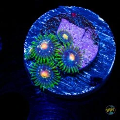 Jason Fox Stargazer Zoanthids