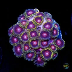 WWC Evil Heart Zoanthids
