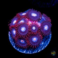 Red Skirt Zoanthids