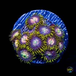 WWC Lemon Chaser Zoanthids