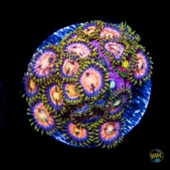 WWC Laser Lemon Zoanthids