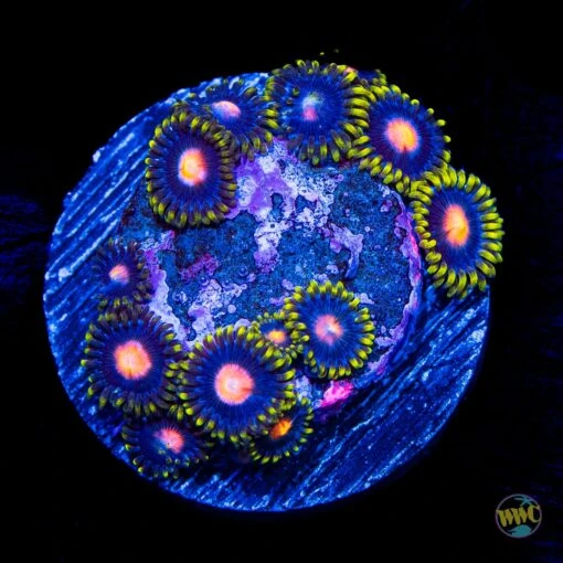 WWC Peacock Nipple Zoanthids