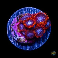 Fire And Ice Zoanthids