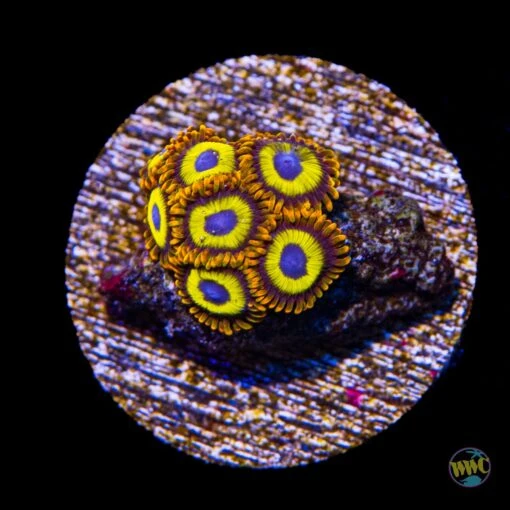 Fruit Loopz Zoanthids
