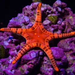 WYSIWYG Double Starfish #3