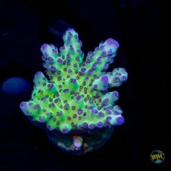 WWC Dolla Tree Acropora