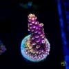 WWC Terra Red Acropora