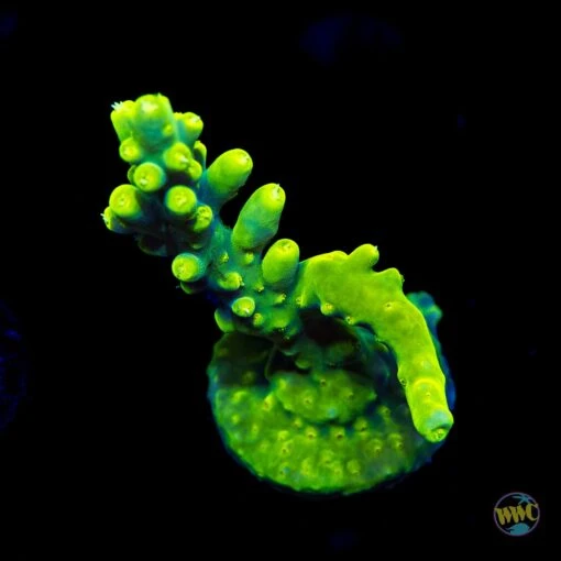 WWC Groguz Acropora