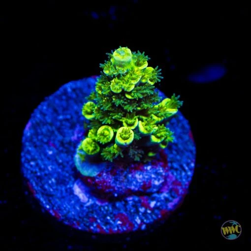WWC Silver Surfer Acropora
