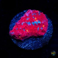 WWC Frosted Fire Chalice