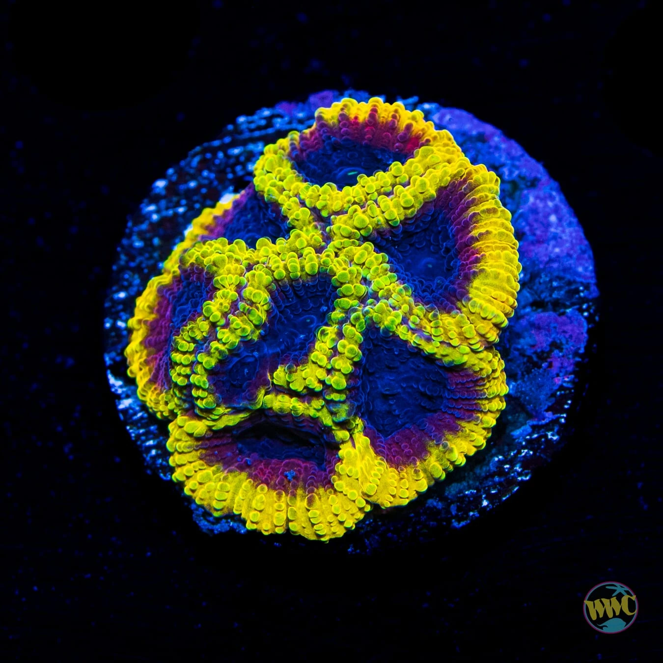 WWC Hot Wheels Favia