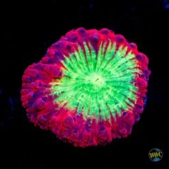 Fire Orchid Blastomussa