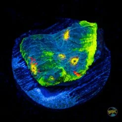 WWC Masterpiece Rainbow Chalice